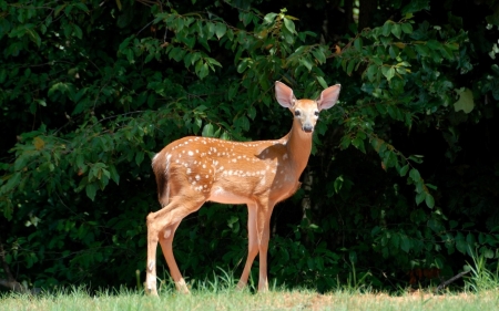 Deer - fawn, animal, forest, deer