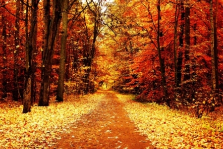 Autumn Path - path, trees, nature, autumn, forest, leaves