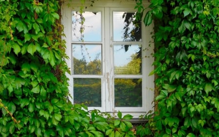 Window - house, plants, window, leaves