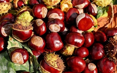 Conkers - conkers, nature, autumn, horse chestnut