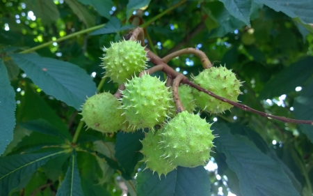 Horse-Chestnut - leaves, conkers, tree, horse chestnut