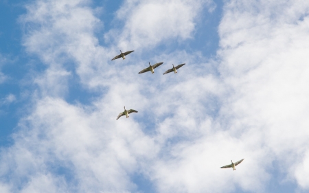 Geese in the Sky - flying, sky, geese, clouds, birds