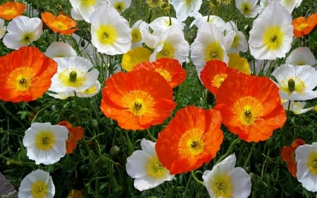 Iceland Poppies - flowers, white, poppies, orange