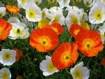 Iceland Poppies