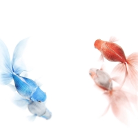 red blue goldfish