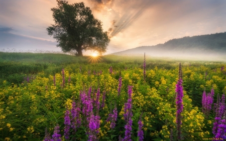 Meadow at Sunrise - flowers, sunrise, meadow, tree