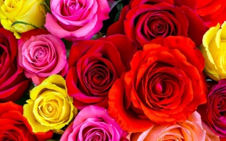 roses - flowers, fun, roses, nature, cool