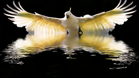 Sulphur Crested Cockatoo In Flight - bird, animal, flight, wings, coakatoo