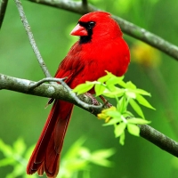 Red Cardinal Bird