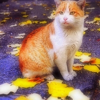 Cat in the Autumn