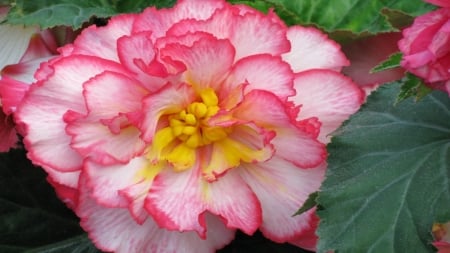 Pink Begonia - nature, begonia, flower, petals, pink