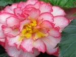 Pink Begonia