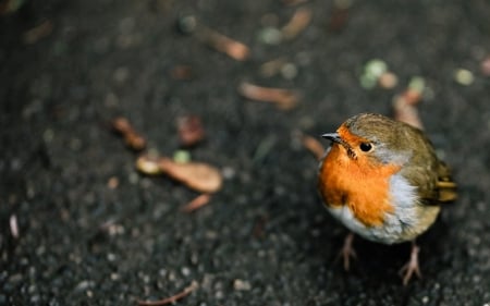 Robin - bird, pasare, cute, robin, orange