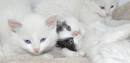 Kittens - white, cat, cute, pisica, kitten