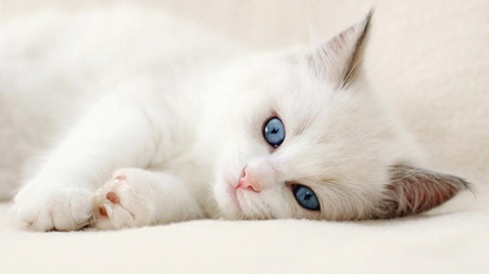 Kitten - blue, eyes, cat, pisica, white, kitten, paw, cute, adorable