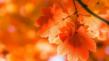 Fall Oranges - fall, Firefox Persona theme, autumn, bright, orange, light, leaves