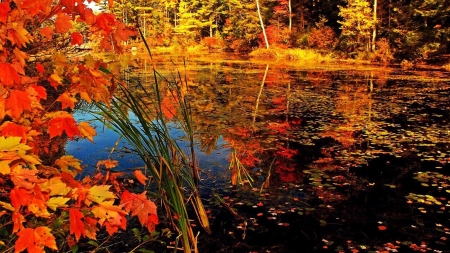 Autumn Lake - season, autumn, lake, trees, water, nature, fall, forest, leaves