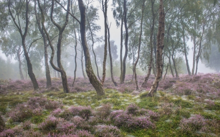 forest - fun, trees, nature, forest, cool