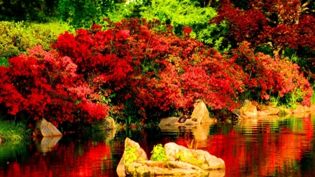 Red Reflection in Water - nature, autumn, lake, trees, forest, reflection, stones