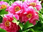 Pink Peonies