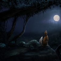 Night fox
