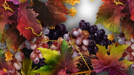 Grapes of Fall - autumn, light, vinyarad, wine, fruit, fall, leaves, grapes, firefox persona theme