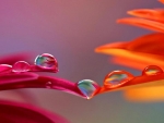 Water drops