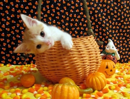 Sweet Halloween - autumn, cat, animals, basket, kitten, pumpkins, halloween, love four seasons, candies, fall season