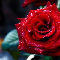 rose with dewdrops