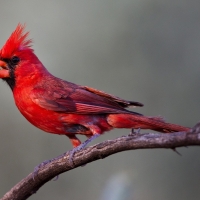 Beautiful Male Cardinal