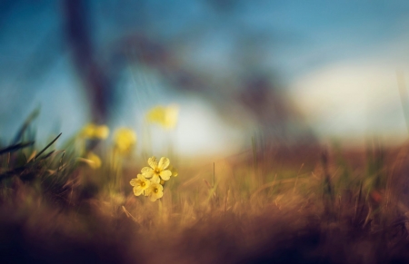 Depth of Nature - flowers, yellow, blur, nature