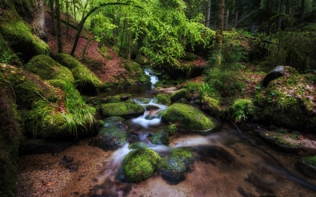 Depth of Nature - nature, plants, rocks, river