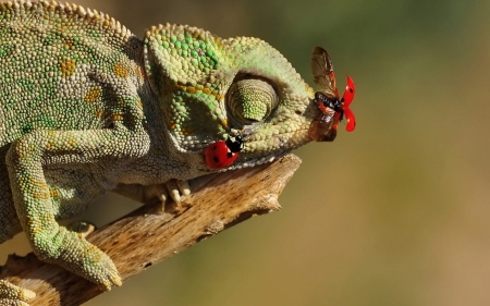 Kissed by ladybugs - ladybug, mustafa ozturk, kiss, buburuza, red, insect, green, cute, chameleon