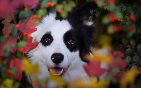 Dog in autumn - autumn, berry, leaf, black, caine, white, australian shepherd, yellow, dog, red, animal, green, cute