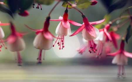 Fuchsia - white, cercelus, lee peiling, fuchsia, flower, pink