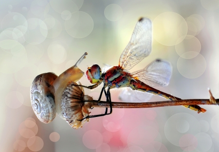 Face to face - bokeh, libelula, insect, kiss, pink, snail, dragonfly, mustafa ozturk