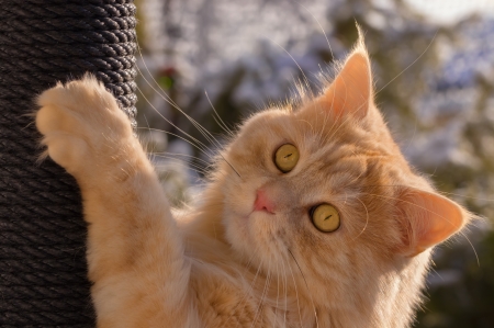 Cat - yellow eyes, animal, pisica, ginger, paw, cute, orange, cat