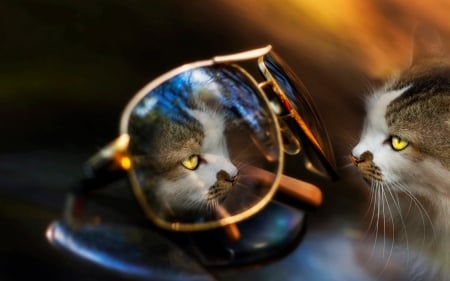 Curious - animal, pisica, summer, sunglasse, reflection, cat