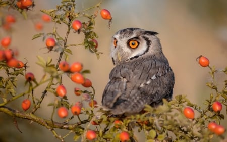 Owl - red, berry, pasare, bird, fruit, owl, bufnita, autumn