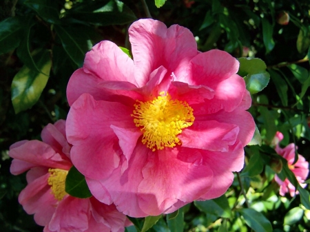 Camelia Flower C - camelia, beautiful, photography, beauty, romance, photo, love, flower, wide screen, floral