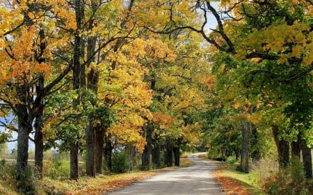 Autumn Road in Latvia - autumn, latvia, trees, road