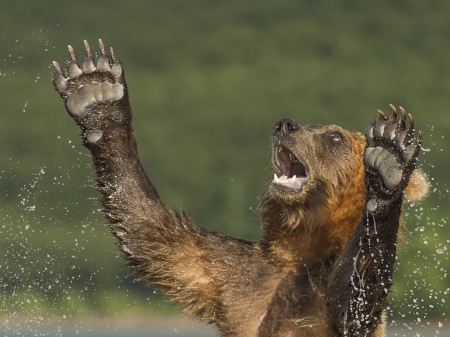 Here! Here! - water, summer, bear, urs, animal, paw, funny, green, face