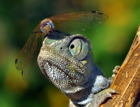 Emergency landing - reptile, funny, eyes, libelula, insect, chameleon, dragonfly, mustafa ozturk