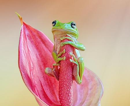 Frog - frog, pink, amphibian, calla, green, cute, flower