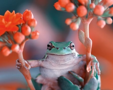 Frog - frog, amphibian, orange, green, flower