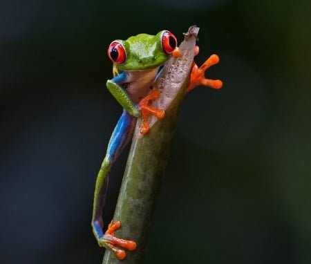 Ready to jump - black, sufang wang, green, cute, orange, broasca, frog