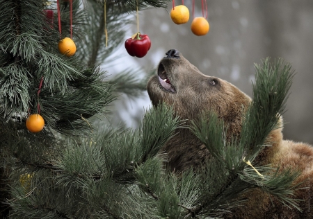 Delicious Christmas Tree - christmas, bear, urs, animal, craciun, funny, tree