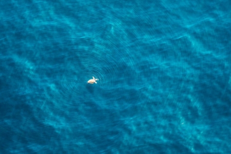 Wild Coast Turtle - summer, turtle, water, view from the top, zack seckler, ocean, blue, texture, sea