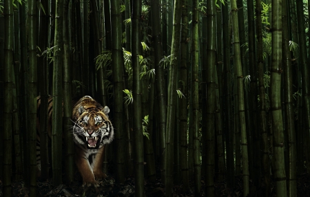 Tiger - forest, cat, green, animal, bamboo, tiger, pisica