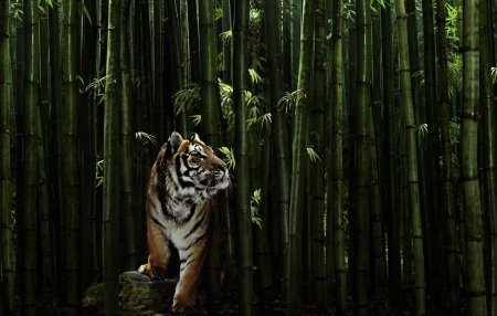 Tiger - forest, cat, wild, animal, bamboo, tiger, pisica